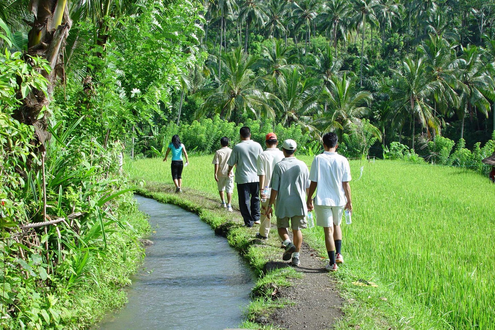 Group of tourists trekking next to a ricefield